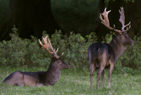 Black-Fallow-deer