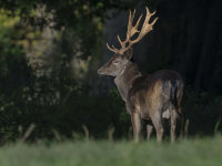 Black-Fallow-deer