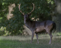 Black-Fallow-deer