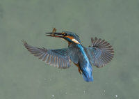 Kingfisher-female