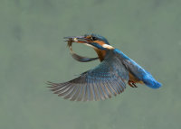 Kingfisher-female