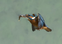 Kingfisher-female