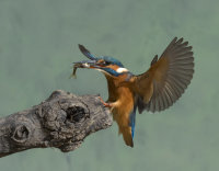 Kingfisher-female