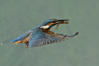 Kingfisher-female