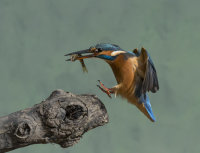 Kingfisher-female