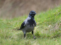 Hooded-Crow