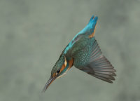 Kingfisher-female