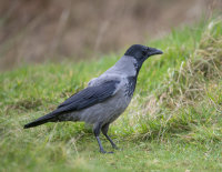 Hooded-Crow