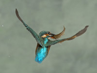 Kingfisher-female