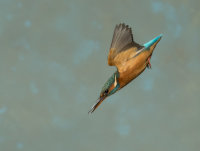 Kingfisher-female
