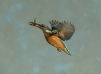 Kingfisher-female
