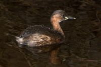 Little-Grebe