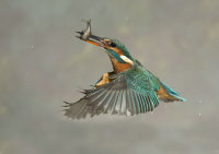 Kingfisher-female