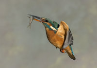 Kingfisher-female