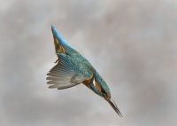 Kingfisher-female