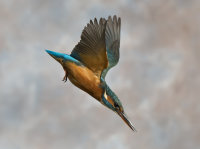 Kingfisher-female