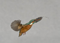 Kingfisher-female