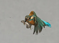 Kingfisher-female