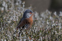 Dartford-warbler-male