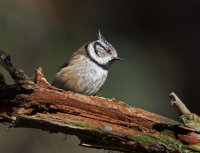 Crested-Tit