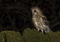 Tawny-Owl