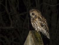 Tawny-Owl