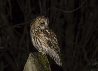 Tawny-Owl