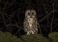 Tawny-Owl