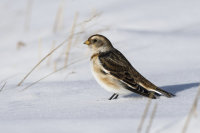 Snow-Bunting (f)