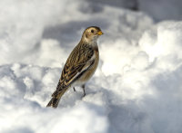 Snow-Bunting (f)