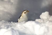 Snow-Bunting (m)