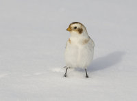 Snow-Bunting (m)