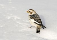 Snow-Bunting (m)