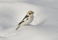 Snow-Bunting (m)