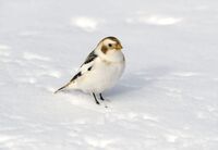 Snow-Bunting (f)