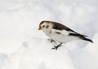 Snow-Bunting (f)