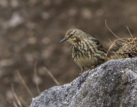 Rock-Pipit