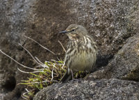 Rock-Pipit