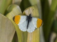 Orange-Tip (m)