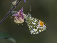 Orange-Tip (m)