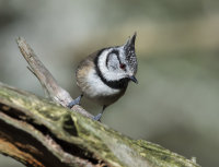 Crested-Tit