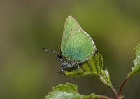 Green-Hairstreak