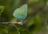 Green-Hairstreak