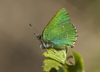 Green-Hairstreak