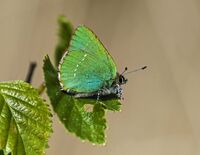 Green-Hairstreak