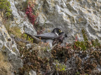 Peregrine