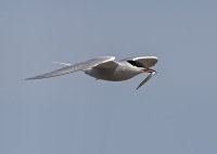 Common-Tern