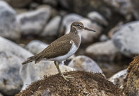 Common-Sandpiper