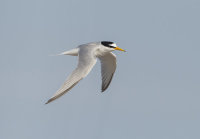 Little-Tern
