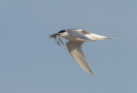 Sandwich-Tern